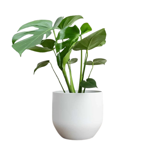 A single Potted Plant | The Nail Place Salon McAllen Texas USA