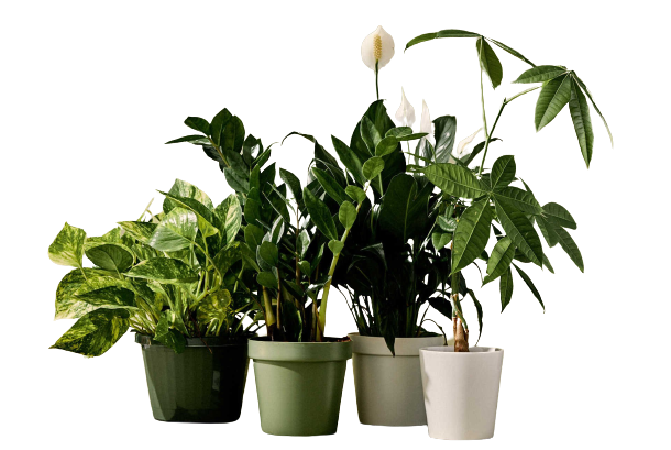 Different Types of Indoor Potted Plants | The Nail Place Salon