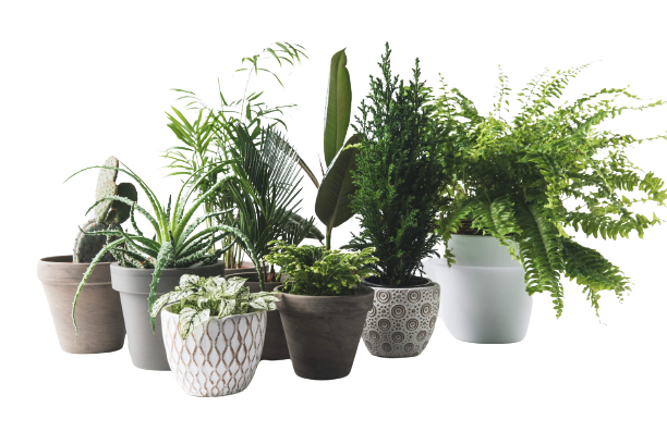 Different Types of Potted Plants | The Nail Place Salon