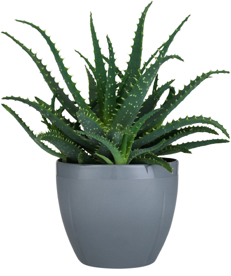 Aloe Vera Plant in a Pot